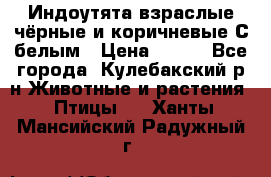Индоутята взраслые чёрные и коричневые С белым › Цена ­ 450 - Все города, Кулебакский р-н Животные и растения » Птицы   . Ханты-Мансийский,Радужный г.